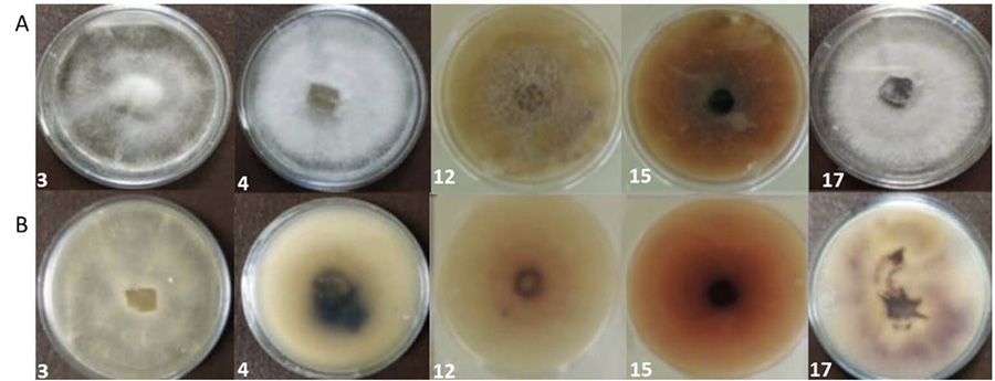 Aspecto del crecimiento y desarrollo de F. verticillioides en cajas Petri representativas de la variabilidad observada en caracter�sticas macrosc�picas en las veinte cepas. Laboratorio de Fitopatolog�a, Campo Experimental Centro Altos de Jalisco (CECEAJAL), Instituto Nacional de Investigaciones Forestales, Agr�colas y Pecuarias (INIFAP). Tepatitl�n de Morelos, Jalisco. M�xico. 2019.