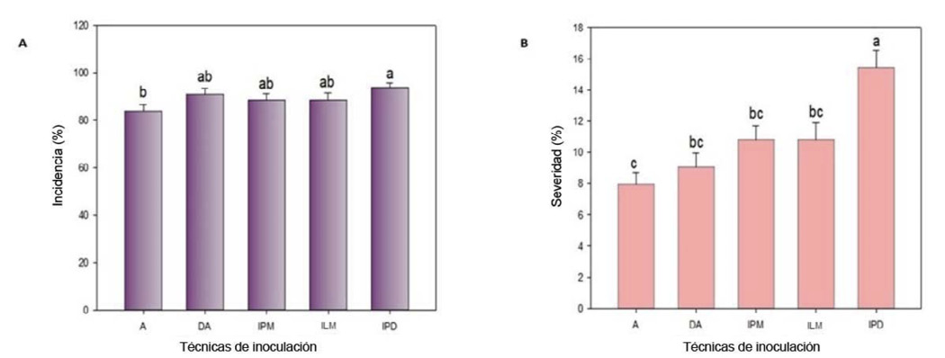 Valores promedio de incidencia (A) y severidad de la infecci�n (B) de veinte aislamientos de F. verticillioides utilizados en la evaluaci�n de las t�cnicas de inoculaci�n en mazorcas de ma�z. Laboratorio de Fitopatolog�a, Campo Experimental Centro Altos de Jalisco (CECEAJAL), Instituto Nacional de Investigaciones Forestales, Agr�colas y Pecuarias (INIFAP). Tepatitl�n de Morelos, Jalisco. M�xico. 2019.