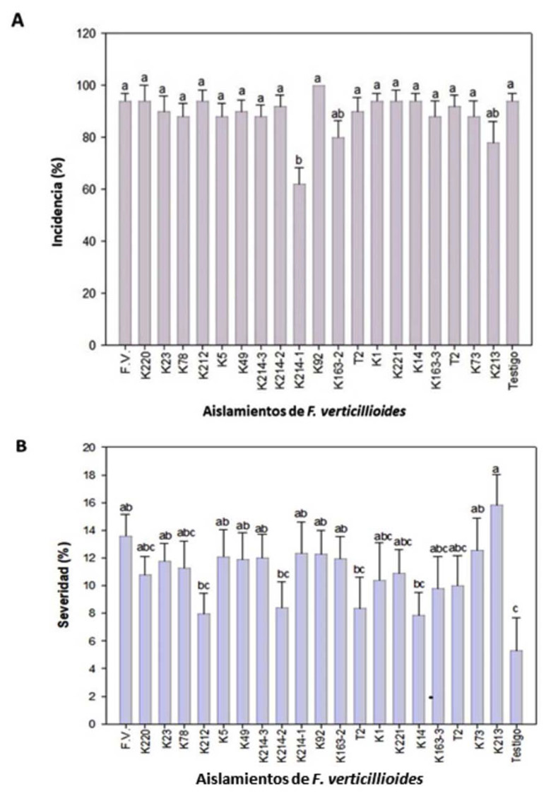 Incidencia (A) y severidad (B) de la infecci�n de los aislamientos de F. verticillioides inoculados mediante cinco t�cnicas distintas en mazorcas en desarrollo del ma�z P-3057. Laboratorio de Fitopatolog�a, Campo Experimental Centro Altos de Jalisco (CECEAJAL), Instituto Nacional de Investigaciones Forestales, Agr�colas y Pecuarias (INIFAP) Tepatitl�n de Morelos, Jalisco. M�xico. 2019.