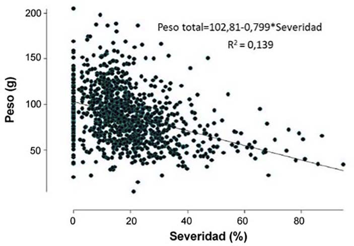An�lisis de regresi�n entre las variables peso total de la mazorca de ma�z y severidad de infecci�n con aislamientos de F. verticillioides, con un porcentaje de confiabilidad del 95 %. Laboratorio de Fitopatolog�a, Campo Experimental Centro Altos de Jalisco (CECEAJAL), Instituto Nacional de Investigaciones Forestales, Agr�colas y Pecuarias (INIFAP). Tepatitl�n de Morelos, Jalisco. M�xico. 2019.