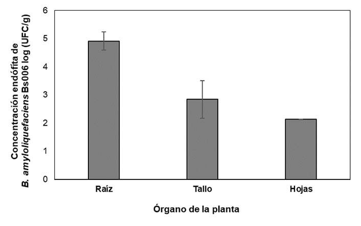 Concentraci�n end�fita de B. amyloliquefaciens Bs006 en pl�ntulas de uchuva (Physalis peruviana L.). Laboratorio Planta Piloto de Bioproductos, Centro de Investigacion Tibaitat�, Sede Central, Corporaci�n Colombiana de Investigaci�n Agropecuaria (AGROSAVIA). Mosquera, Cundinamarca, Colombia. 2018.