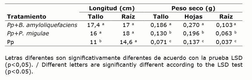 Peso seco (g) y longitud (cm) de pl�ntulas de P. peruviana (Pp) inoculadas o no con B. amyloliquefaciens (Bs006) o P. migulae (Pf014), despu�s de 45 d�as de crecimiento en semillero. Invernadero, Centro de Investigaci�n Tibaitat�, Corporaci�n Colombiana de Investigaci�n Agropecuaria (AGROSAVIA). Mosquera, Cundinamarca, Colombia. 2018.