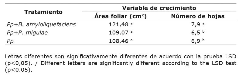 �rea foliar (cm2) y n�mero de hojas de pl�ntulas de P. peruviana (Pp) inoculadas o no con B. amyloliquefaciens (Bs006) o P. migulae (Pf014) despu�s de 45 d�as de crecimiento en semillero. Invernadero, Centro de Investigaci�n Tibaitat�, Corporaci�n Colombiana de Investigaci�n Agropecuaria (AGROSAVIA). Mosquera, Cundinamarca, Colombia. 2018.
