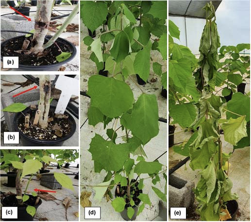 “Ceratocystis wilt” symptoms in Gmelina arborea inoculated clones at 90 days (a) Canker (b) Exudation point (c) Basal sprouts and near initial incision (d) Wilting (e) Death and wilting. Santa Clara, San Carlos, Costa Rica October 2019 to January 2020.
