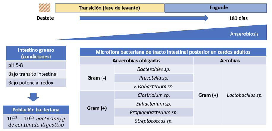 Microbiota bacteriana del tracto digestivo posterior del cerdo (Sus scrofa domestica). Elaboracin propia con base en informacin obtenida de Varel y Yen (1997) y Roca Canudas (2008).