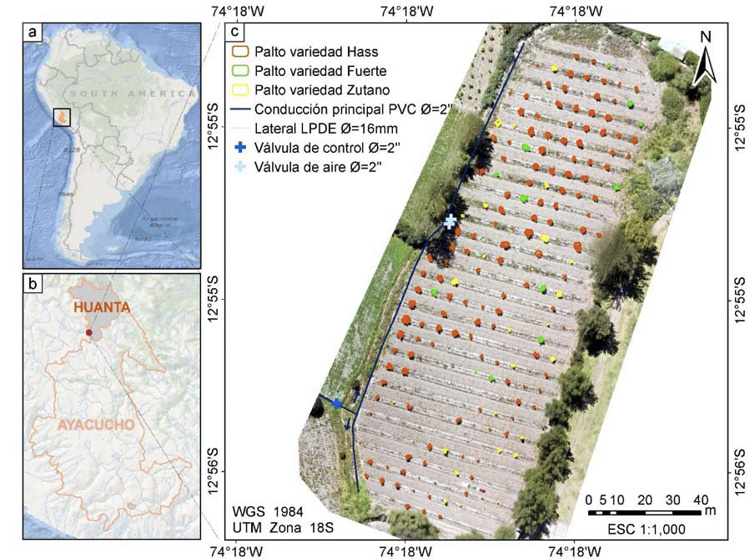 Ubicacin del sitio de estudio: (a) regional, (b) provincial y (c) detalle de plantacin de los rboles de palto (Persea americana M.) en la Estacin Experimental Agraria Canan del Instituto Nacional de Innovacin Agraria (INIA). Ayacucho, Per, 2023.