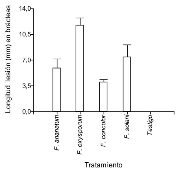 Longitud de la lesi�n (mm) en br�cteas de pi�a inoculadas con diferentes especies de Fusarium. Prueba DGC (p  0,05).