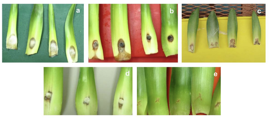 S�ntomas observados en br�cteas de pi�a inoculadas con diferentes especies de Fusarium: (a) F. oxysporum, (b) F. solani, (c) F. ananatum, (d) F. concolor y (e) testigo. Universidad de Costa Rica, Montes de Oca, Costa Rica. Material recolectado entre 2015-2019.