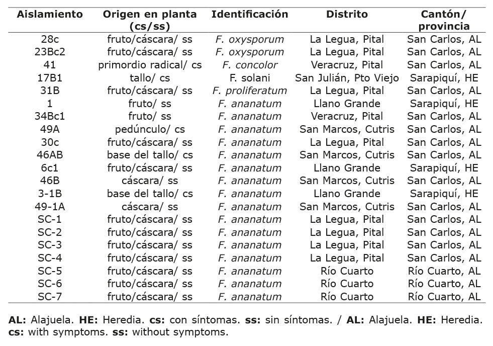 Aislamientos de Fusarium spp. utilizados en pruebas de patogenicidad en plantas y frutos de pi�a. Universidad de Costa Rica, Montes de Oca, Costa Rica. Material recolectado entre 2015-2019.
