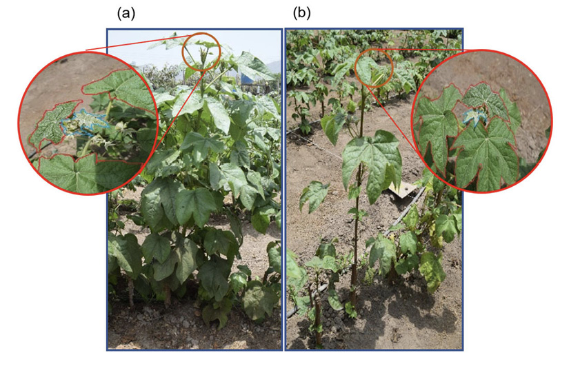 (a) Planta de algod�n sin estr�s h�drico (IEHC = 0) y (b) planta de algod�n con estr�s h�drico (IEHC = 1). Unidad de Investigaci�n en Riego de la Universidad Nacional Agraria La Molina, Lima, Per�, de noviembre de 2022 a mayo de 2023