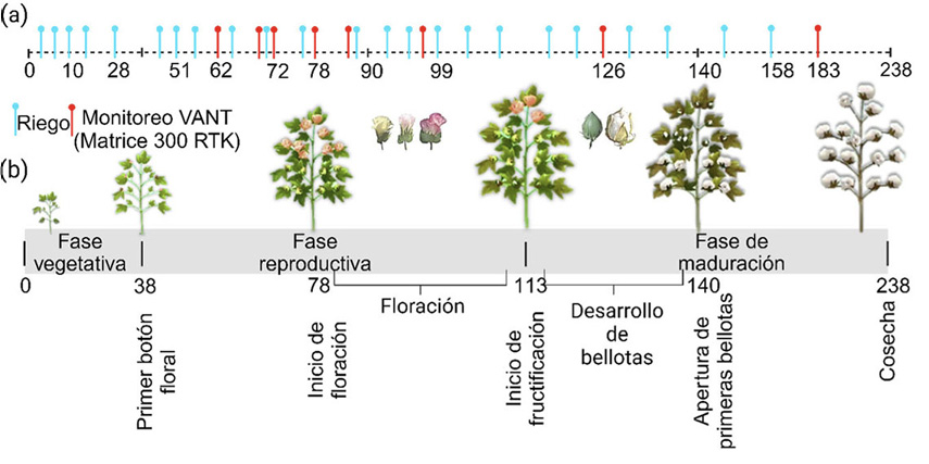 (a) Fechas de riego y captura de im�genes con veh�culo a�reo no tripulado, y (b) fenolog�a del desarrollo del cultivo. Unidad de Investigaci�n en Riego de la Universidad Nacional Agraria La Molina, Lima, Per�, de noviembre de 2022 a mayo de 2023.