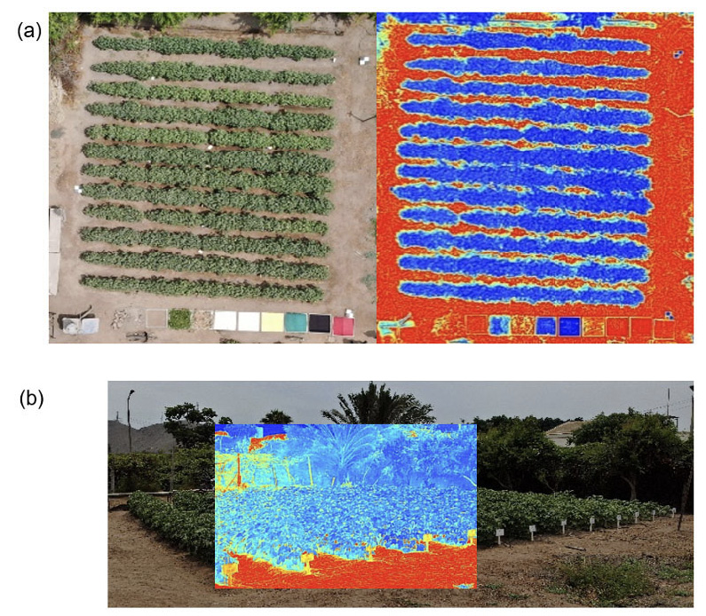 (a) Ortomosaico RGB y t�rmico a 87 d�as despu�s de la siembra (DDS), y (b) imagen RGB y t�rmica, vista frontal, a 87 DDS. Unidad de Investigaci�n en Riego de la Universidad Nacional Agraria La Molina, Lima, Per�, de noviembre de 2022 a mayo de 2023.