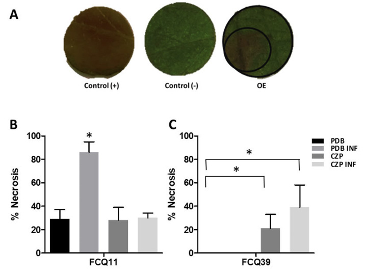 Phytotoxicity bioassay results. A. Representative images showing phytotoxic activity of metabolites secreted by Macrophomina phaseolina FCQ11 on soy leaves discs. Control (+): H3PO4 solution as positive control; Control (&minus;),]: acetonitrile as negative control; OE: crude organic extract from PDB INF tested at 50 μg. Departamento de Qu�mica Biol�gica, Facultad de Ciencias Qu�micas, Universidad Nacional de Asunci�n, Paraguay. 2016.