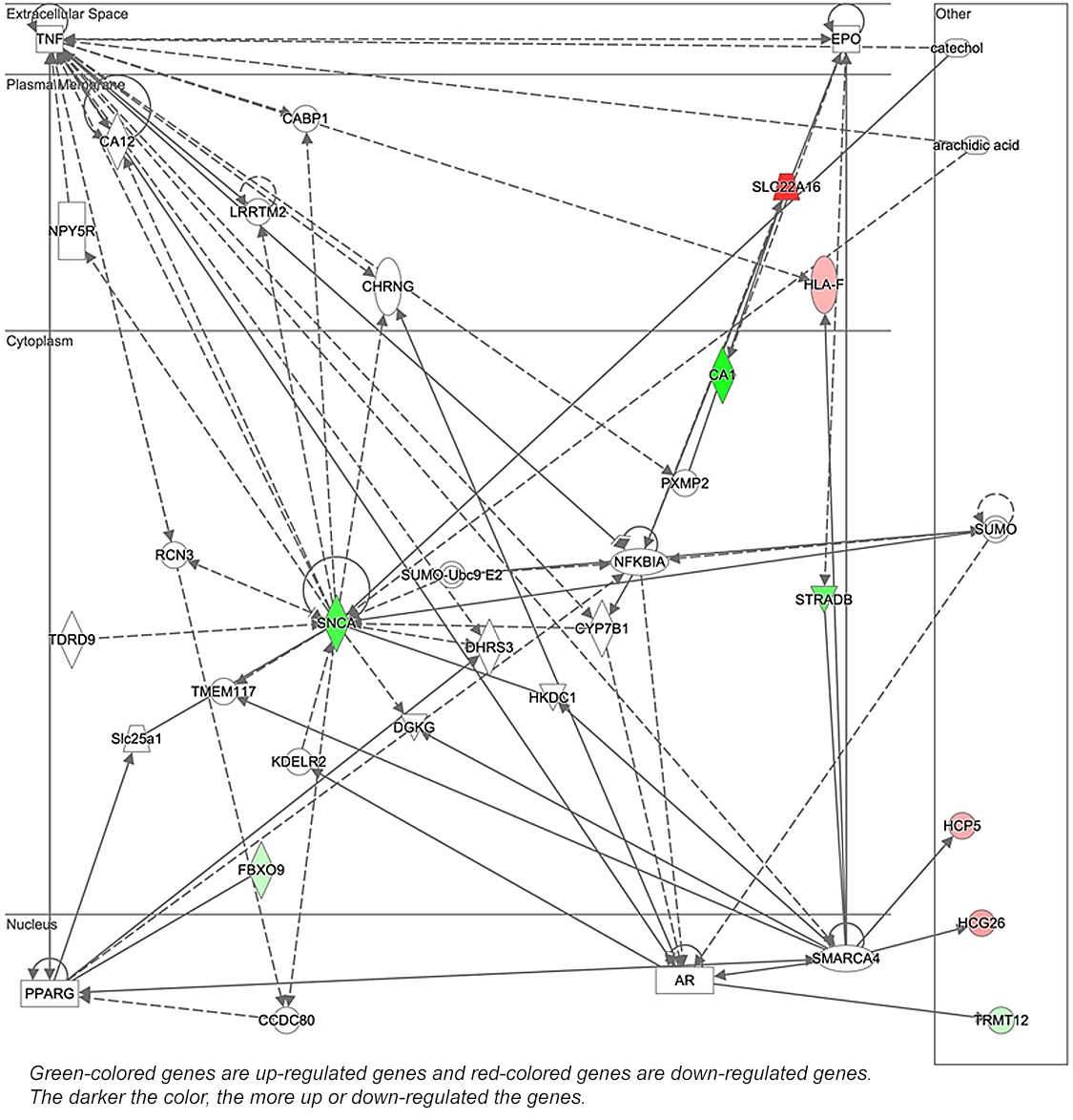 Figure 2: The network identified by Ingenuity Pathway Analysis