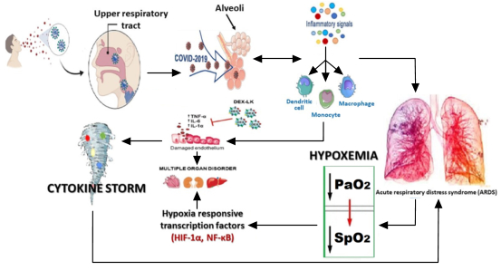 Figure 1: Proposed hypoxemia and cytokine storm relationship in COVID-19 patients