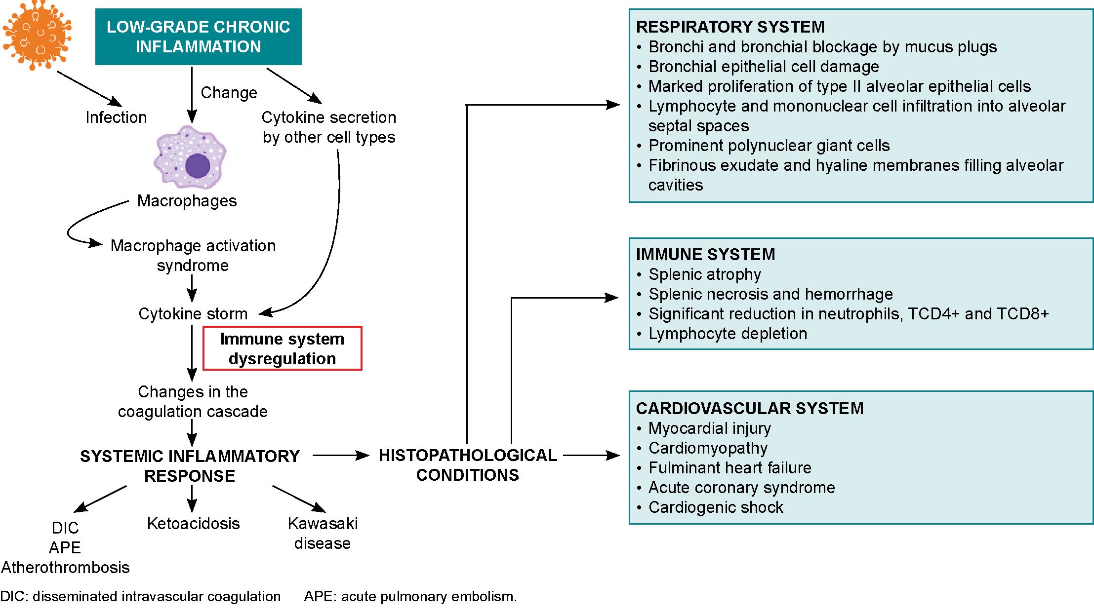 Figure 2: Implications of low-grade chronic inflammation in seriously ill or deceased SARS-CoV-2 patients