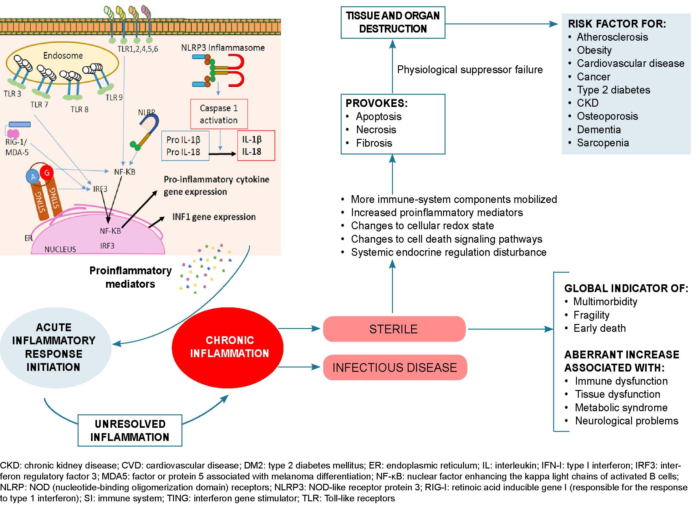 Figure 4: Main inflammatory process generative mechanisms and evolution towards low-grade chronic inflammation