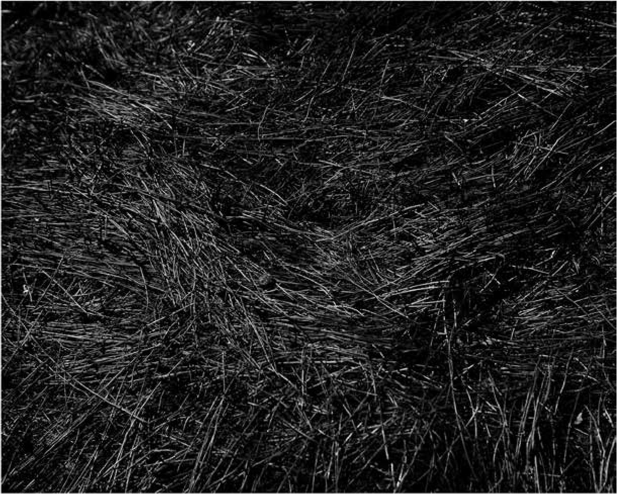 Ramas I. Impresi&oacute;n inkjet,
30 X 40 cm, 2012