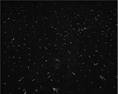 Sin t&iacute;tulo.
Impresi&oacute;n inkjet,
150 X 185 cm, 2012