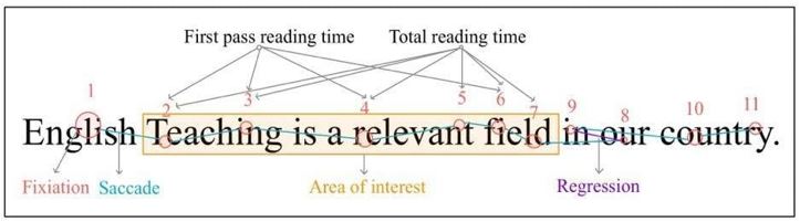 Example of eye movements while reading.