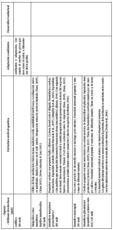 Cuadro de evoluci&oacute;n
cerebral desde los anfibios a los humanos