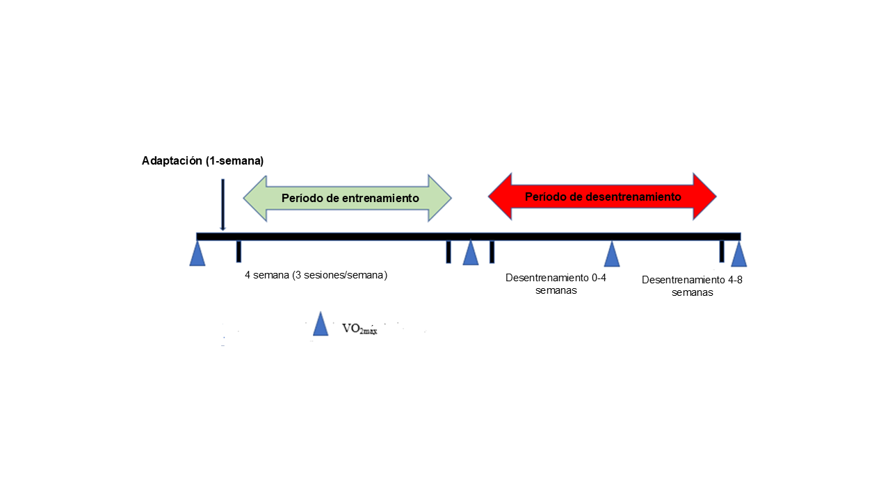 Diseo general del estudio en el grupo de entrenamiento