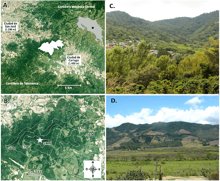 Ubicación y vistas de Los Cerros de La Carpintera, Cartago, Valle Central de Costa Rica: A. delimitación de la zona de estudio (área irregular blanca en el centro); B. Isoclinas de elevación (1600 a 1800 m) del área de estudio; la estrella indica el punto de mayor elevación (1850 m); C. Vista parcial de los cerros desde el noroeste, nótese al lado izquierdo el urbanismo al pie de los cerros y al frente una pequeña plantación de café (Coffea arabica); D. Vista parcial de los cerros desde el sureste, nótese la fragmentación del área boscosa.