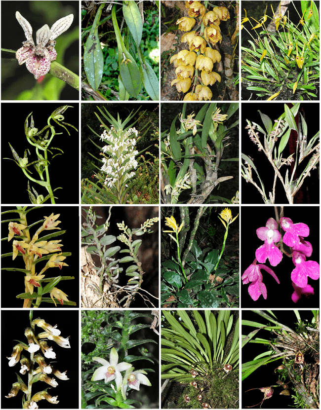 Orquídeas de los Cerros de La Carpintera, Cartago, Costa Rica (desde esquina superior izquierda a inferior derecha): Acianthera hamata, A. sicaria, Acineta densa, Barbosella prorepens, Brassia chlorops, Camaridium biolleyi, C. bracteatum, C. minus, C. dendrobioides, Campylocentrum brenesii, Coccineorchis standleyi, Comparettia falcata, Cyclopogon comosus, Dichaea trichocarpa, Dracula erythrochaete, D. pusilla. Fotos de A. Cascante-Marín.