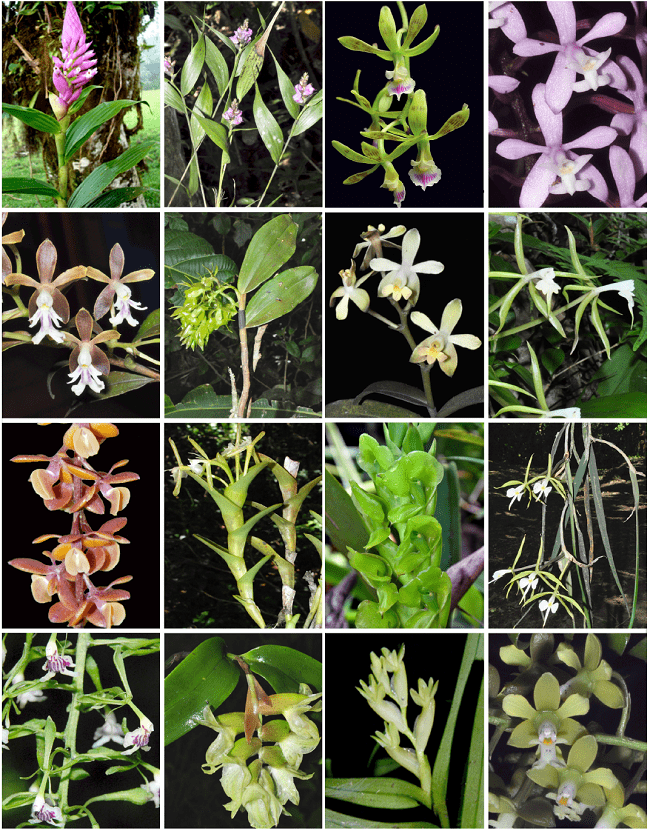 Orquídeas de los Cerros de La Carpintera, Cartago, Costa Rica (desde esquina superior izquierda a inferior derecha) Elleanthus glaucophyllus, E. tricallosus, Encyclia ceratistes, Epidendrum aberrans, E. exasperatum, E. incomptum, E. intermixtum, E. lacustre, E. laucheanum, E. pachyceras, E. palmense, E. parkinsonianum, E. piliferum, E. polychlamys, E. pseudoramosum, E. pumilum. Fotos de A. Cascante-Marín ©.