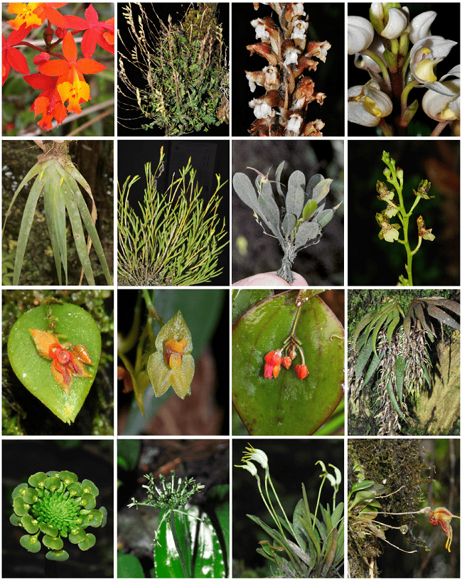Orquídeas de los Cerros de La Carpintera, Cartago, Costa Rica (desde esquina superior izquierda a inferior derecha) Epidendrum radicans (Cortesía de J. F. Morales), E. selaginella, Erythrodes killipii, Govenia quadriplicata, Heterotaxis valenzuelana, Jacquiniella teretifolia, Lankesteriana cuspidata, Leochilus tricuspidatus, Lepanthes ciliisepala, L. erinacea (Cortesía de J. F. Morales), L. fimbriata (Cortesía de J. F. Morales), Macroclinium ramonense, Malaxis simillima, M. histionantha, Masdevallia chontalensis, M. molossoides. Fotos (excepto las indicadas) de A. Cascante-Marín ©.