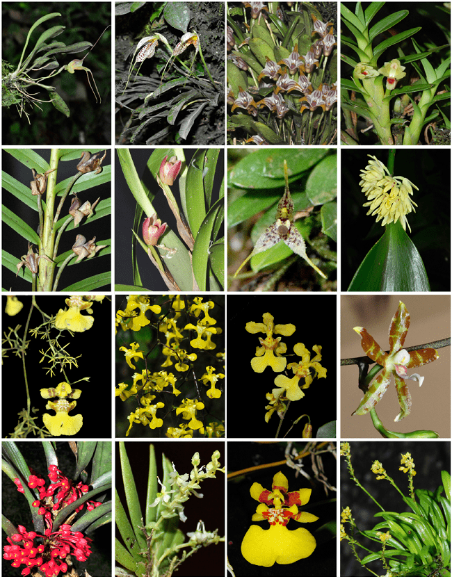 Orquídeas de los Cerros de La Carpintera, Cartago, Costa Rica (desde esquina superior izquierda a inferior derecha) Masdevallia nidifica, M. picturata, M. striatella, Maxillariella foliosa, M. linearifolia, M. variabilis, Muscarella strumosa, Myoxanthus cereus, Oncidium bryolophotum, O. luteum, O. obryzatoides, O. stenoglossum, Ornithidium fulgens, Ornithocephalus lankesteri, Otoglossum globuliferum, Platystele compacta. Fotos de A. Cascante-Marín ©