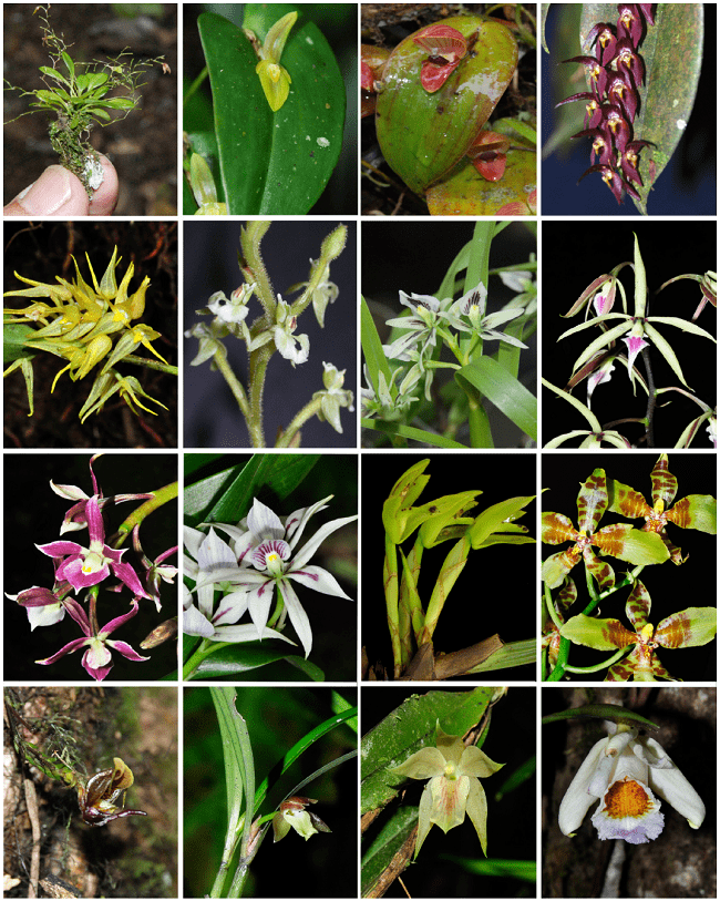 Orquídeas de los Cerros de La Carpintera, Cartago, Costa Rica (desde esquina superior izquierda a inferior derecha) Platystele oxyglossa, Pleurothallis homalantha, P. palliolata, P. rowleei, P. ruscifolia, Ponthieva racemosa (Cortesía de J. F. Morales), Prosthechea abbreviata, P. ionocentra, P. spondiada, P. vagans, Rhetinantha scorpioidea, Rossioglossum schlieperianum, Scaphosepalum anchoriferum, Scaphyglottis jimenezii, S. sessiliflora, Sobralia leucoxantha. Fotos (excepto la indicada) de A. Cascante-Marín ©.