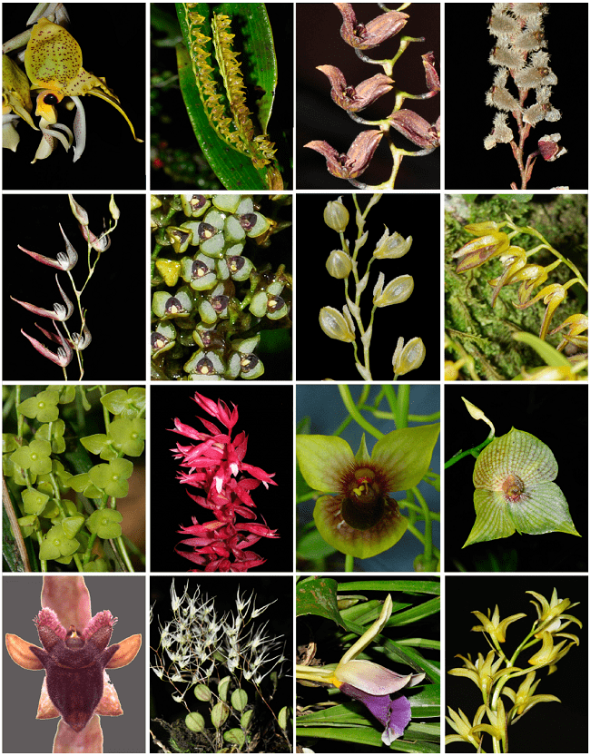 Orquídeas de los Cerros de La Carpintera, Cartago, Costa Rica (desde esquina superior izquierda a inferior derecha) Stanhopea wardii, Stelis gelida, S. inmersa, S. microchila, S. montis-mortensis, S. parvula, S. pilosa, S. segoviensis, S. superbiens, Stenorrhynchos speciosum (Cortesía de J. F. Morales), Telipogon biolleyi, T. christobalensis, T. erratus, Trichosalpinx fruticosa, Warczewiczella discolor, Xylobium sulfurinum. Fotos (excepto la indicada) de A. Cascante-Marín ©.