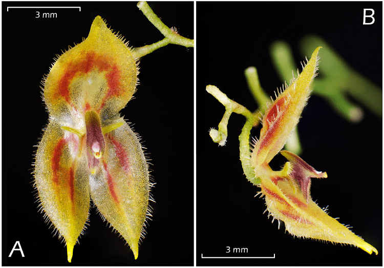 Photographs of the flower of Lepanthes mashpica Baquero & T.S.Jaram. A. Frontal view. B. Lateral view. Photographs by Luis E. Baquero.