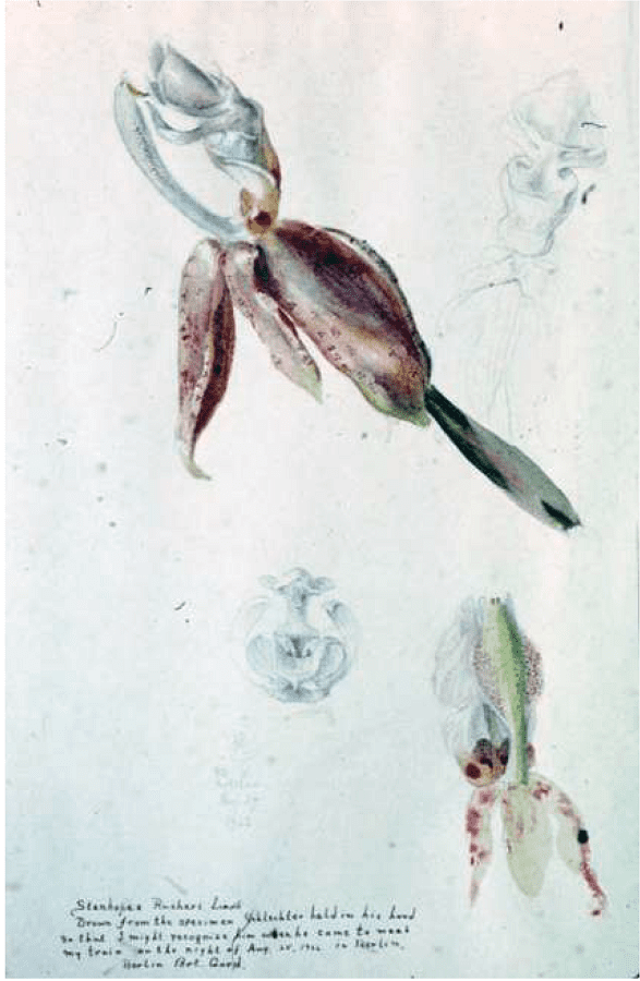 Stanhopea ruckeri. Watercolor in the Orchid Herbarium of Harvard University. Archives of R. Jenny.