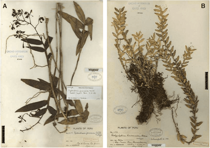 A - Isotype of Epidendrum juninense Schltr., presently at the Oakes Ames Orchid Herbarium. Originally collectyed by A. Weberbauer in Peru. B - Isotype of Pachyphyllum breviconnatum Schltr., presently at the Oakes Ames Orchid Herbarium. Originally collected by A. Weberbauer in Peru.