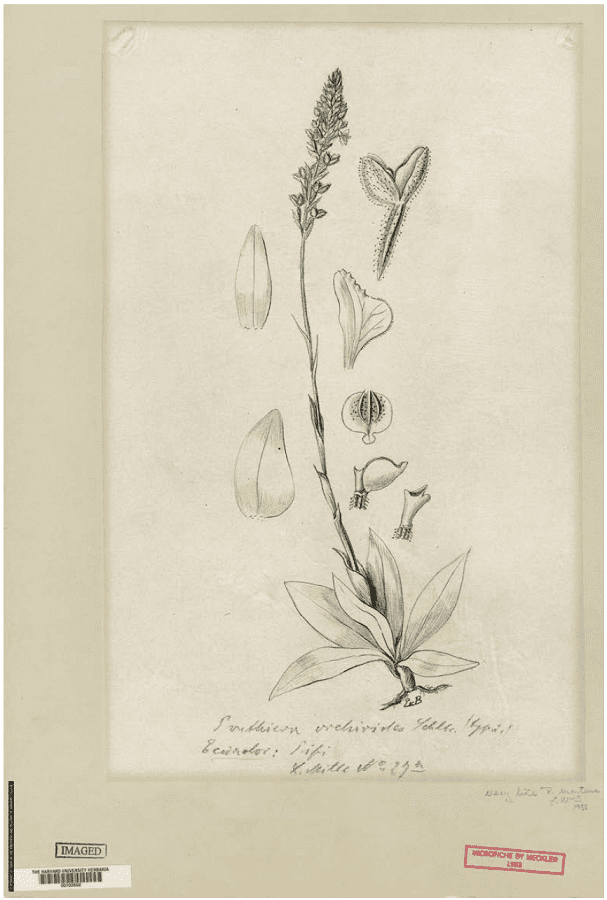 Drawing at the Oakes Ames Herbarium, prepared under Schlechter’s supervision, of the type of Ponthieva orchioides Schltr. Originally collected by L. Mille in Ecuador.