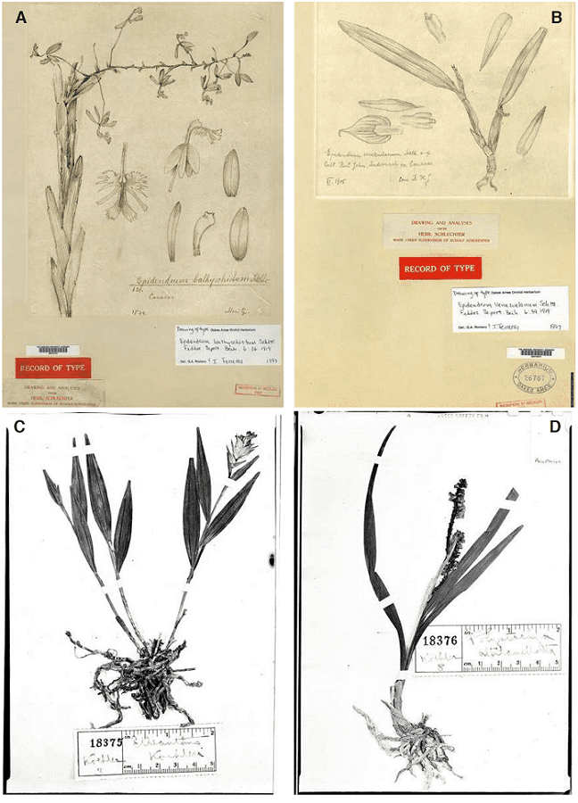 A - Drawing at the Oakes Ames Herbarium, prepared under Schlechter’s supervision, of the type of Epidendrum bathyschistum Schltr. Originally collected by Moritz in Venezuela. The label reads: Drawing and Analyses from Herb. Schlechter. Made under supervision of Rudolf Schlechter. B - Drawing at the Oakes Ames Herbarium, prepared under Schlechter’s supervision, of the type of Epidendrum venezuelanum Schltr. Originally collected by K. W. John. C - Elleanthus koehleri Schltr. D - Polystachya altilamellata Schltr. C, D: photographs of the types by J.F. Macbride. Field Museum of Natural History, Chicago. Both collected by E. Koehler in Peru.
