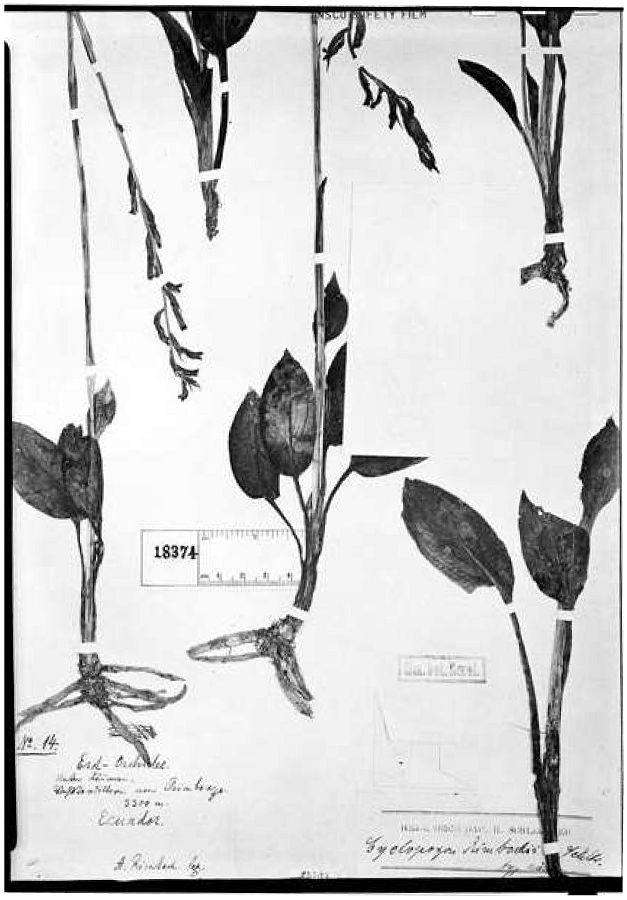 Cyclopogon rimbachii Schltr. Photograph of the type by J.F. Macbride. Field Museum of Natural History, Chicago. Collected by A. Rimbach in Ecuador.