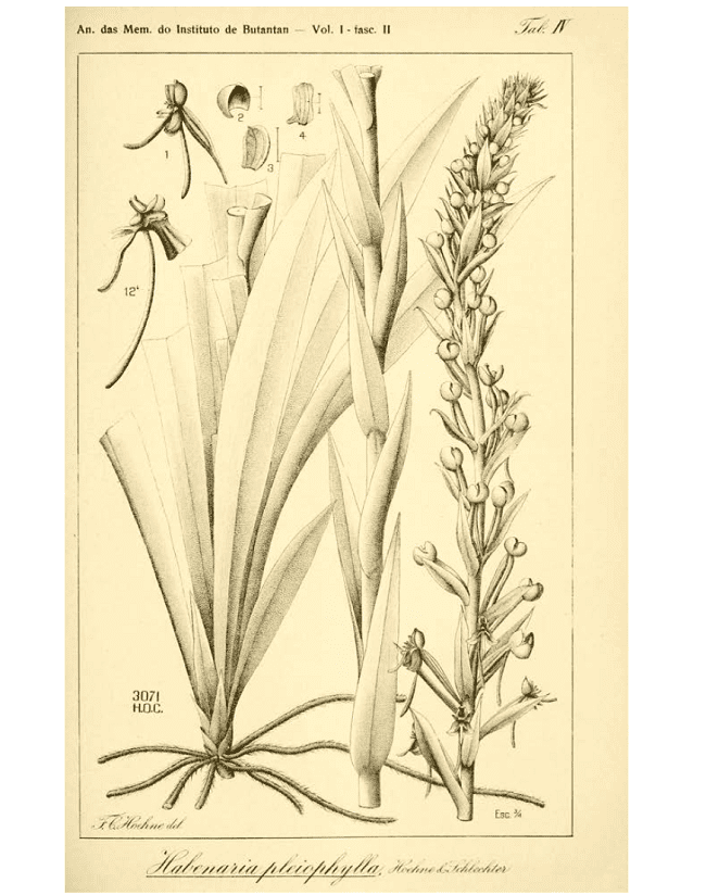 Habenaria pleiophylla Hoehne & Schltr. In Anexos das Memorias do Instituto de Butantan, Seccao de Botanica, vol. I, fasc. II: table IV.