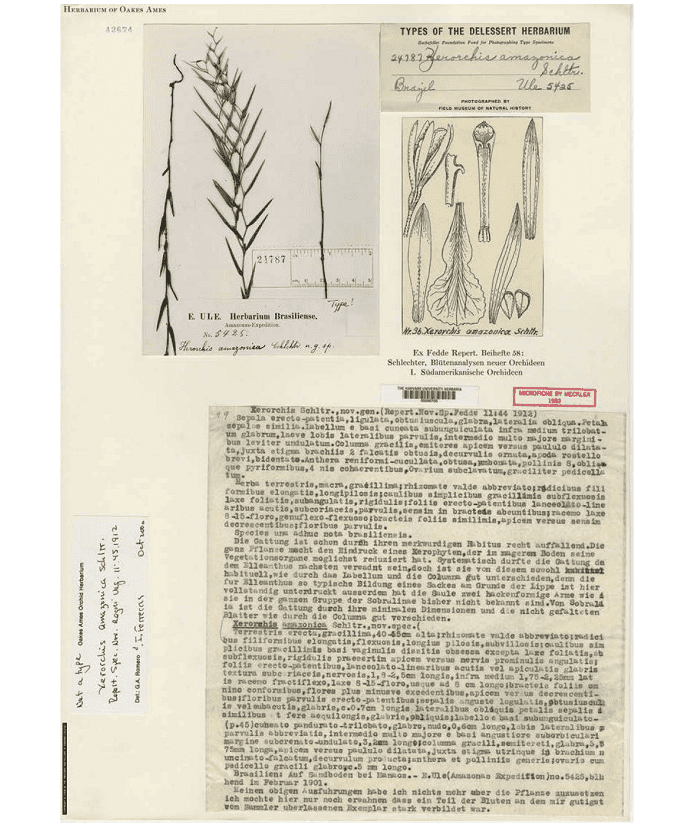 Xerorchis amazonica Schltr. Photograph of a specimen collected by E. Ule in Brazil, analytical drawing by R. Schlechter and Schlechter’s original type-written manuscript of the description of the new species. Rockefeller Foundation.
