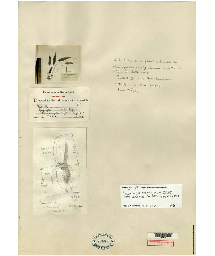 Isotype of Pleurothallis stenocardium Schltr., collected by E. Ule in British Guyana with drawing of type by C. Schweinfurth (?).