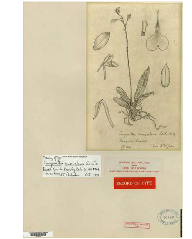 Drawing of type of Comparettia venezuelana Schltr., made under Schlechter’s supervision. Nr. 26785 - Orchid Herbarium of Oakes Ames.