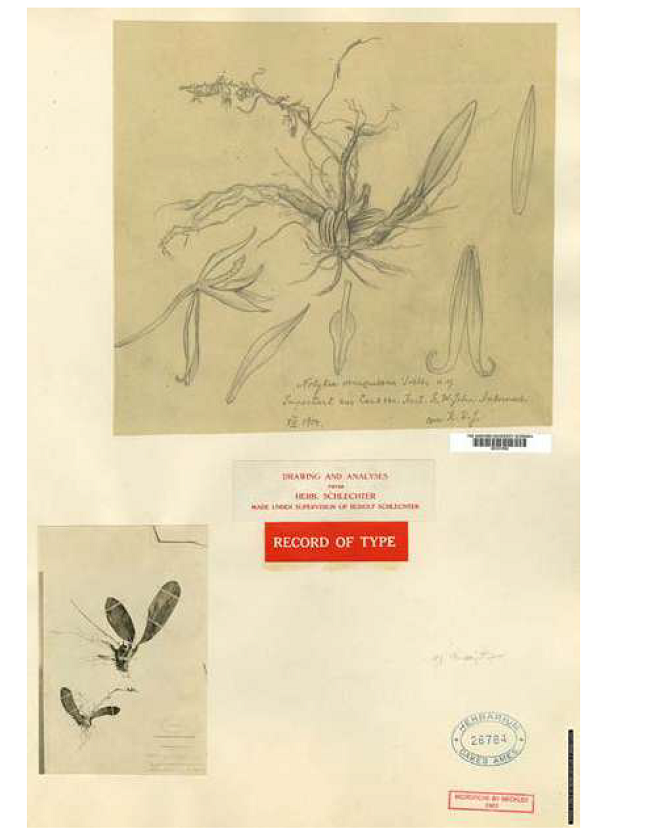 Specimen and drawing of type of Notylia venezuelana Schltr., made under Schlechter’s supervi- sion. Nr. 26784 - Orchid Herbarium of Oakes Ames.