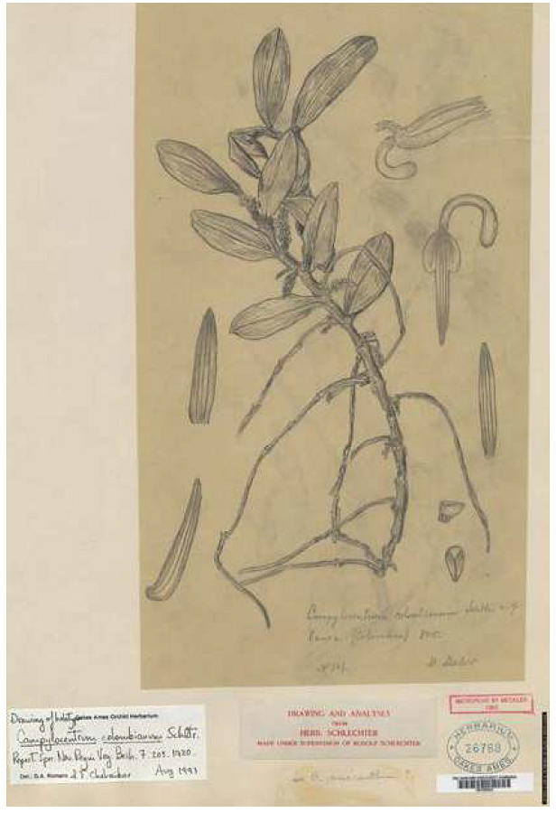 Campylocentrum colombianum Schltr. Drawing of type, made under Schlechter’s supervision. Nr. 26784 - Orchid Herbarium of Oakes Ames.