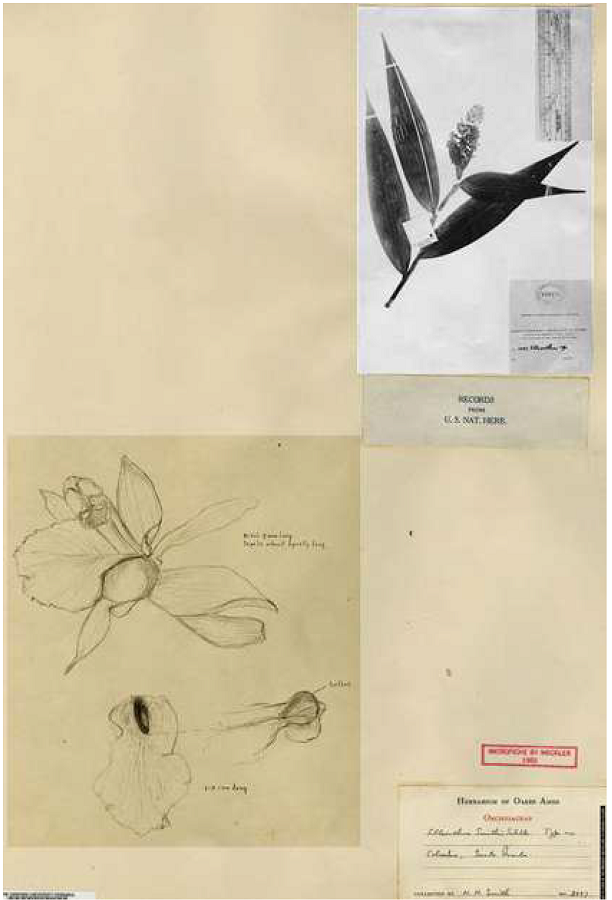 Photograph of type and analysis of flower of Elleanthus smithii Schltr. Oakes Ames Herbarium.
