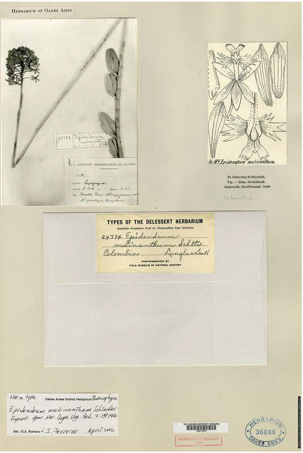 Epidendrum melinanthum Schltr. - Photograph of a specimen collected by E. Langlassé in Colombia and analytical drawing by R. Schlechter. Nr. 36086 - Oakes Ames Herbarium - Rockefeller Foundation.