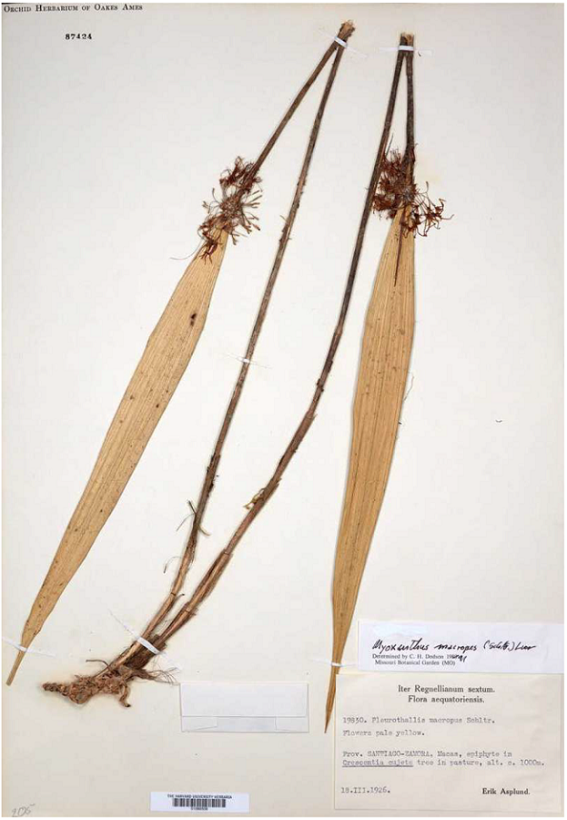 Pleurothallis macropus Schltr. Nr. 87424 - Oakes Ames Herbarium.