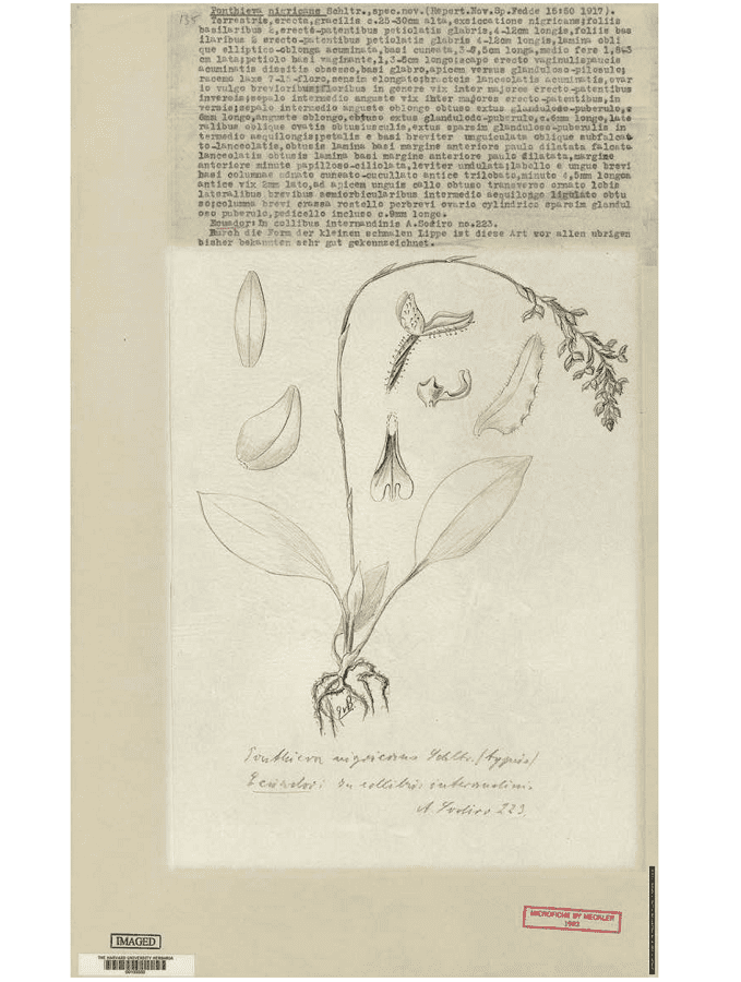 Drawing of the type of Ponthieva nigricans Schltr. and Schlechter’s original type-written manuscript of the description of the new species. Orchid Herbarium of Oakes Ames.