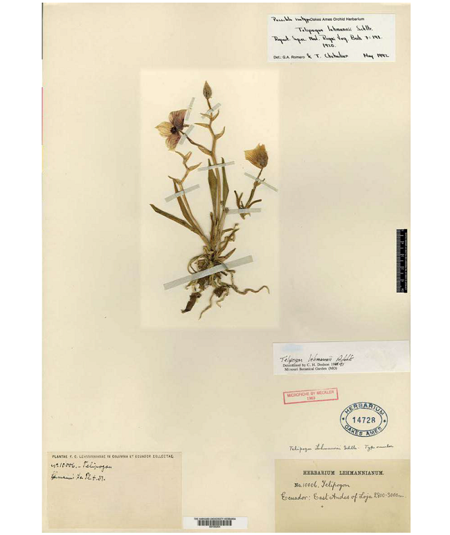 Isotype of Telipogon lehmannii Schltr. Nr. 14728 - Orchid Herbarium of Oakes Ames.